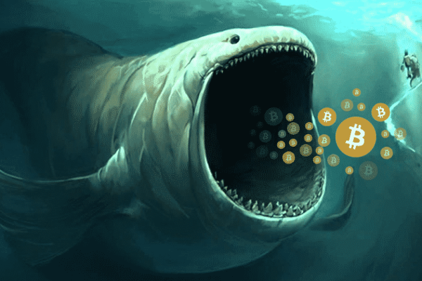 Bitcoin whales scoop up $1.4B in 24 hours amid market correction