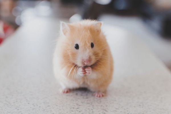 Move Over Shiba Inu: Crypto Community Flirts With Hamster Race Betting